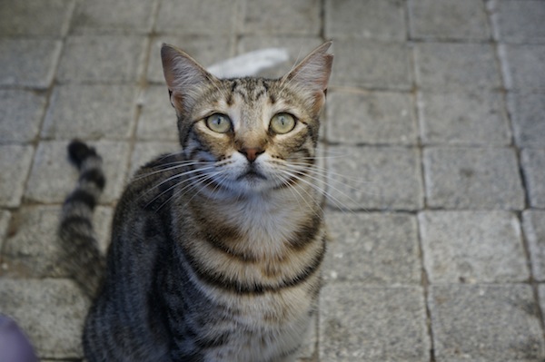 Istanbul-cat