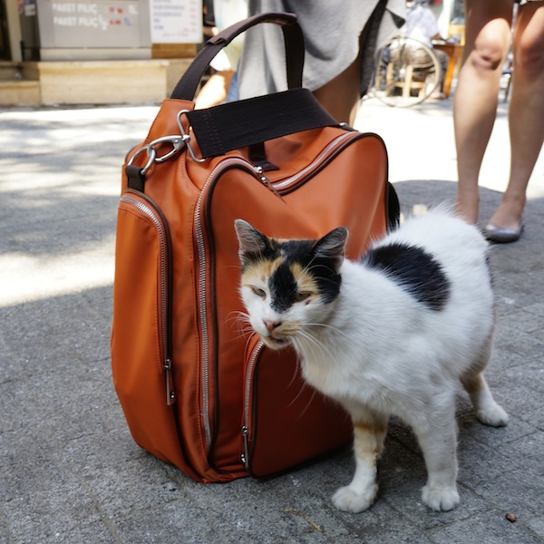 Nella-Bella-Istanbul-cat