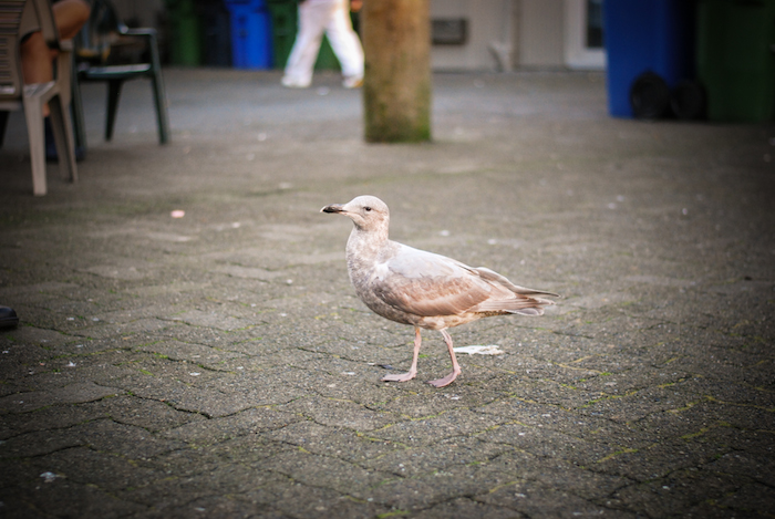 seagull granville island