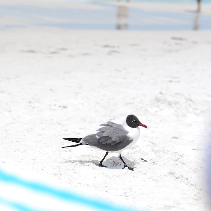 bird beach florida