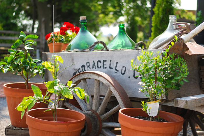 terracello winery