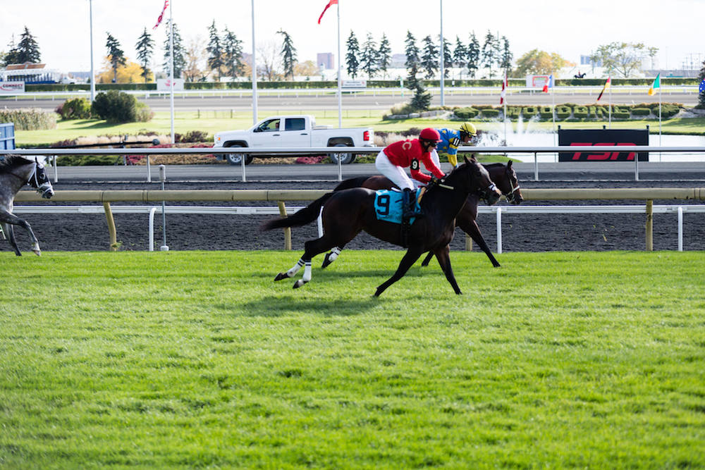 woodbine racetrack horse race style alexander liang 10