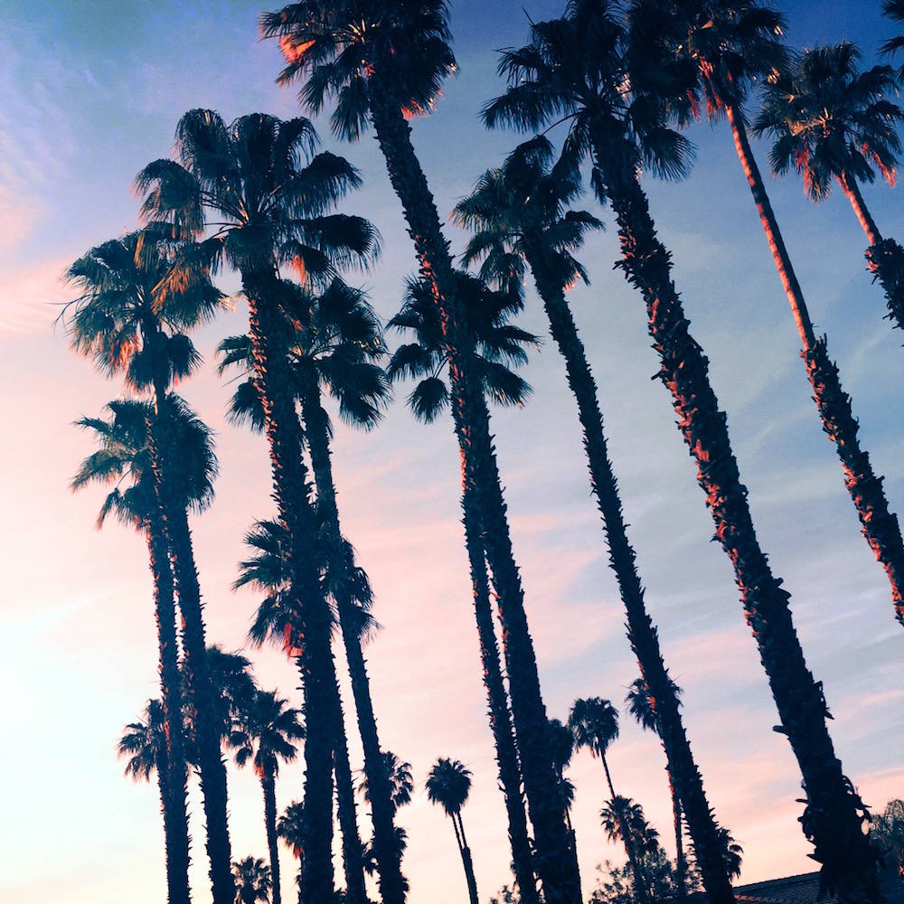 sunset palm trees
