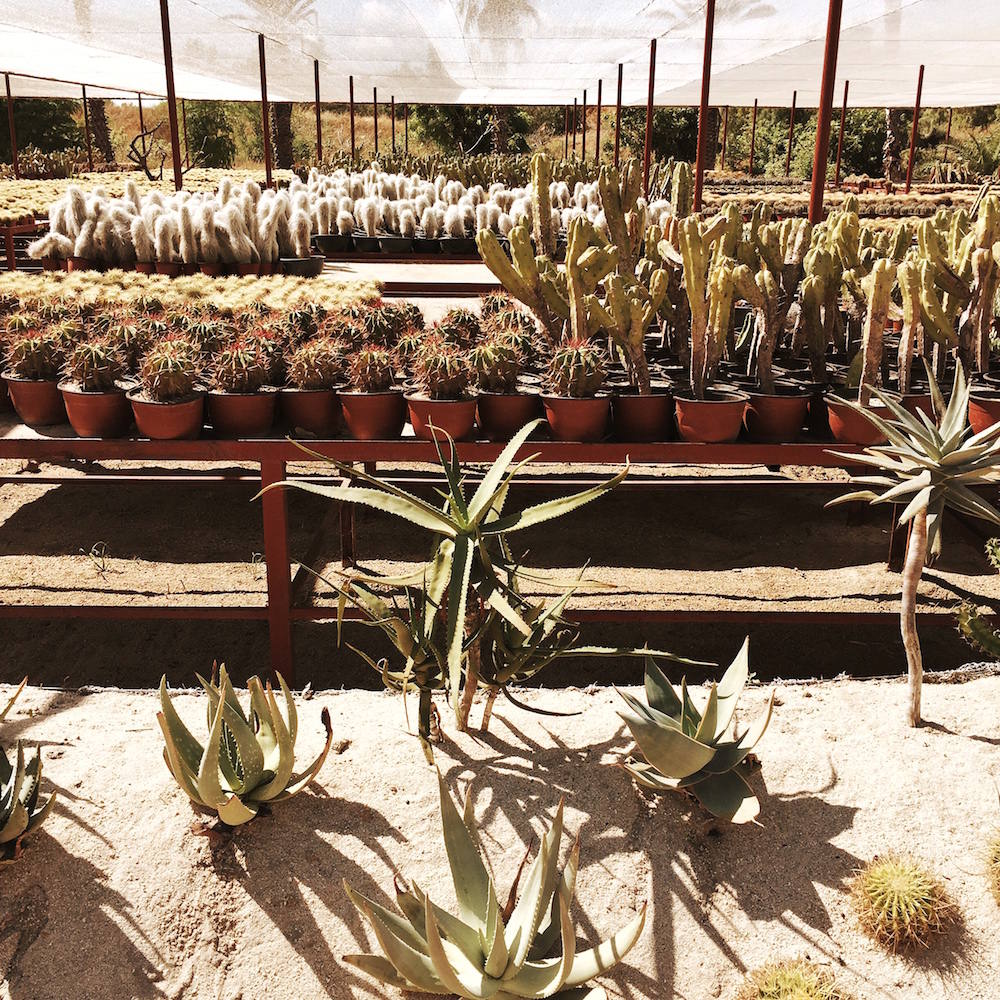 cabo cactus garden